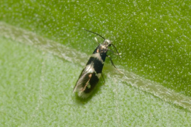 Aspilanta oinophylla -  Heliozelidae